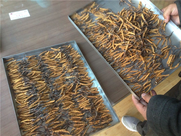 立式冷凍干燥機在操作時有什么要領可言呢？